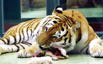 札幌円山動物園